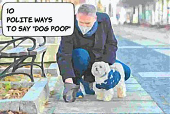 Polite Ways to Say Dog Poop